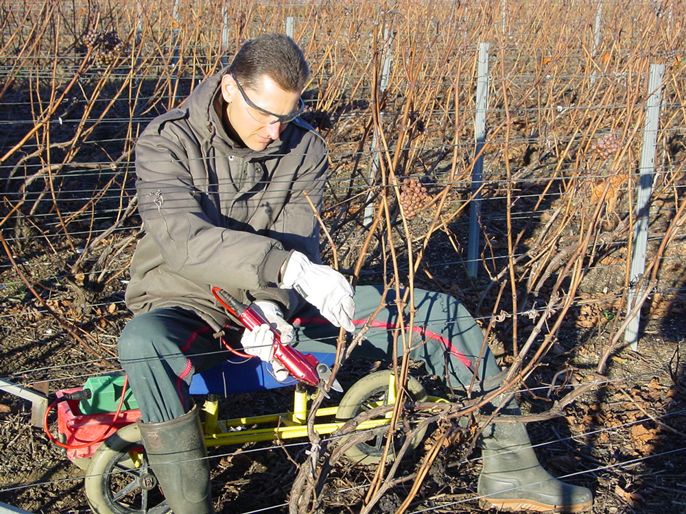 Laurent Klepka travaille à la taille dans ses vignes à Oger
