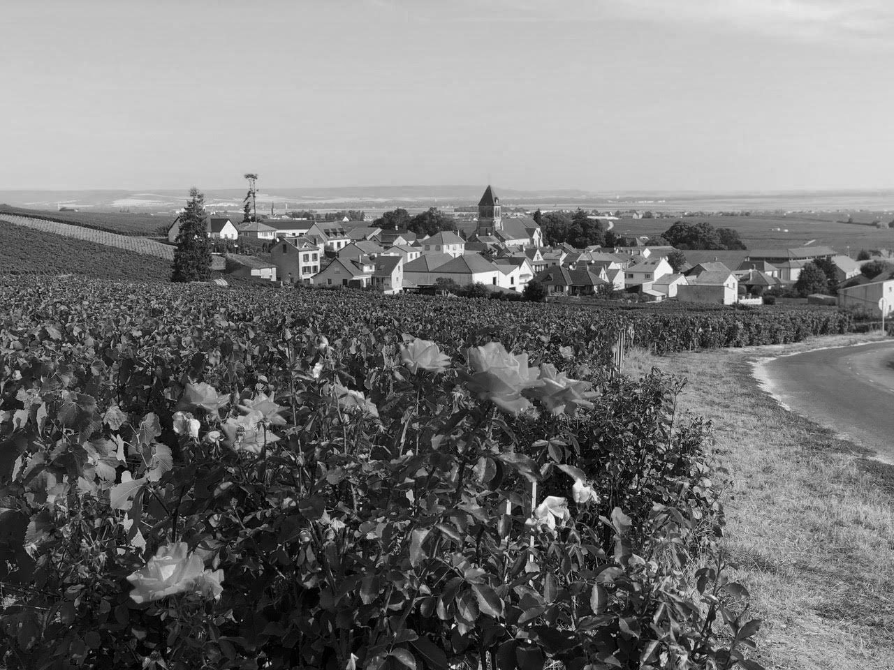 Cave du domaine Klepka-Sausse à Oger