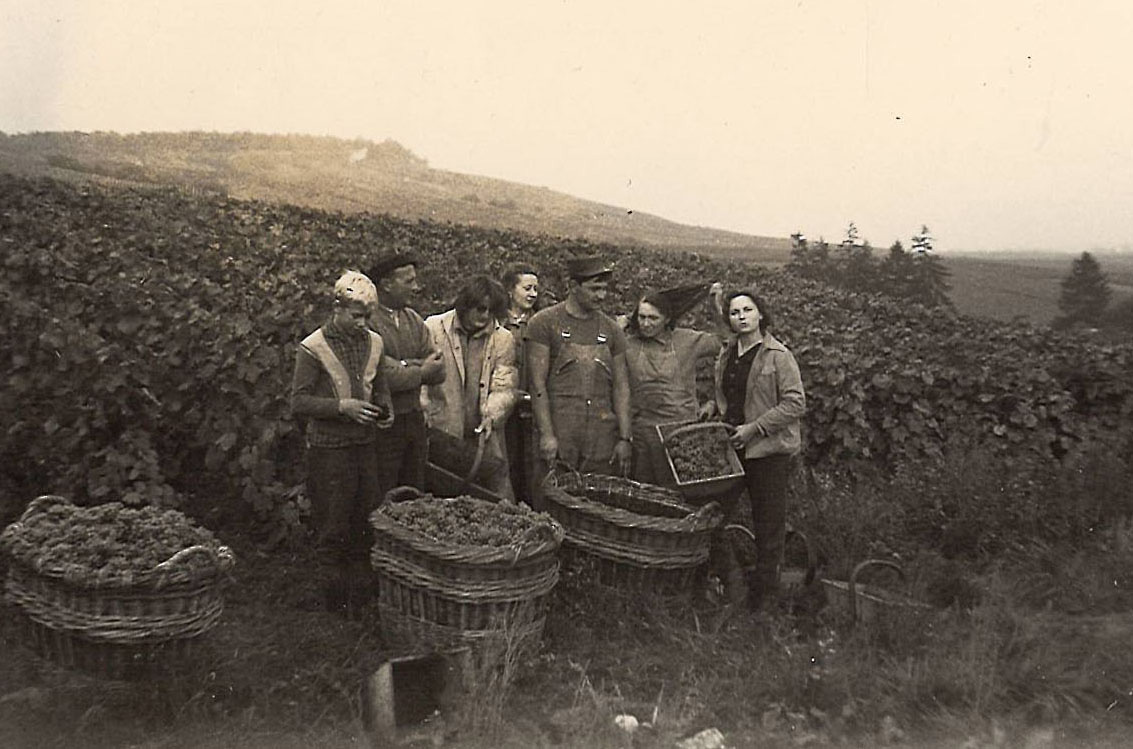 Vendanges de la famille Klepka-Sausse en 1965